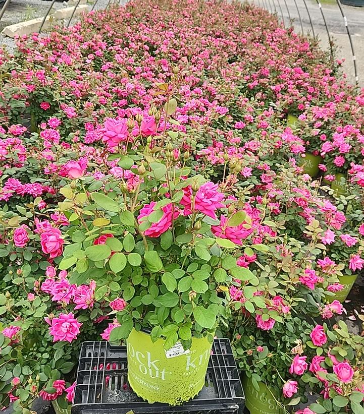 Rosa Knock Out® Double Pink Knock Out®