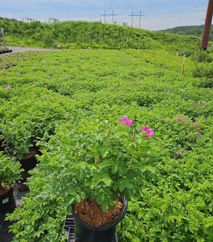 Rosa rugosa 