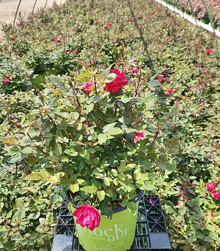 Rosa Knock Out® Double Knock Out®