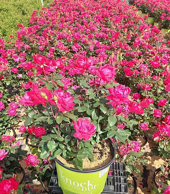 Rosa Knock Out® Double Knock Out®