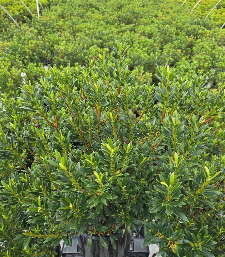 Kalmia latifolia 'Minuet'