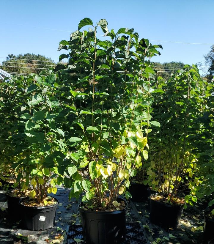 Viburnum dentatum Autumn Jazz™
