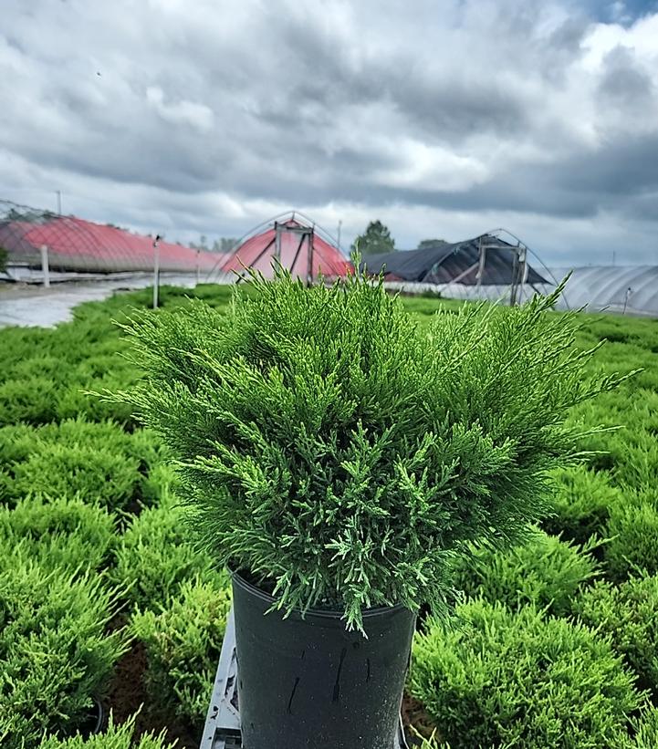Juniperus hor. P.C. Youngstown