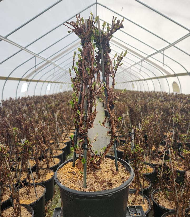 Hydrangea anomala petiolaris