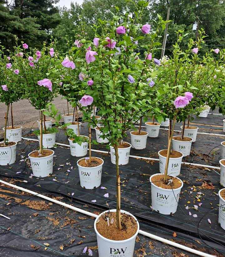 Hibiscus syriacus Lavender Chiffon®