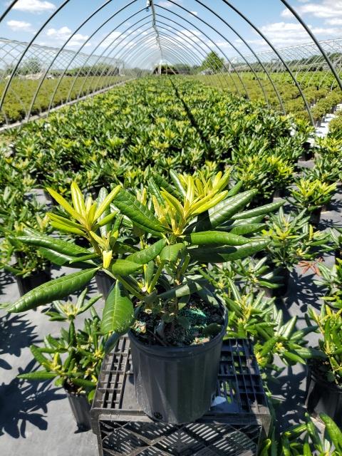 Rhododendron Haaga