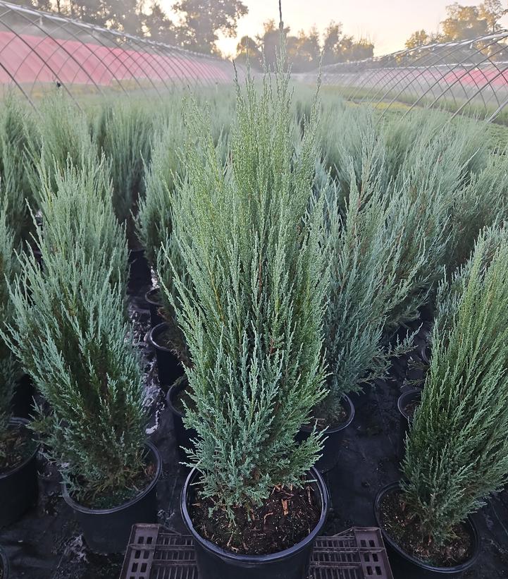 Juniperus Blue Arrow