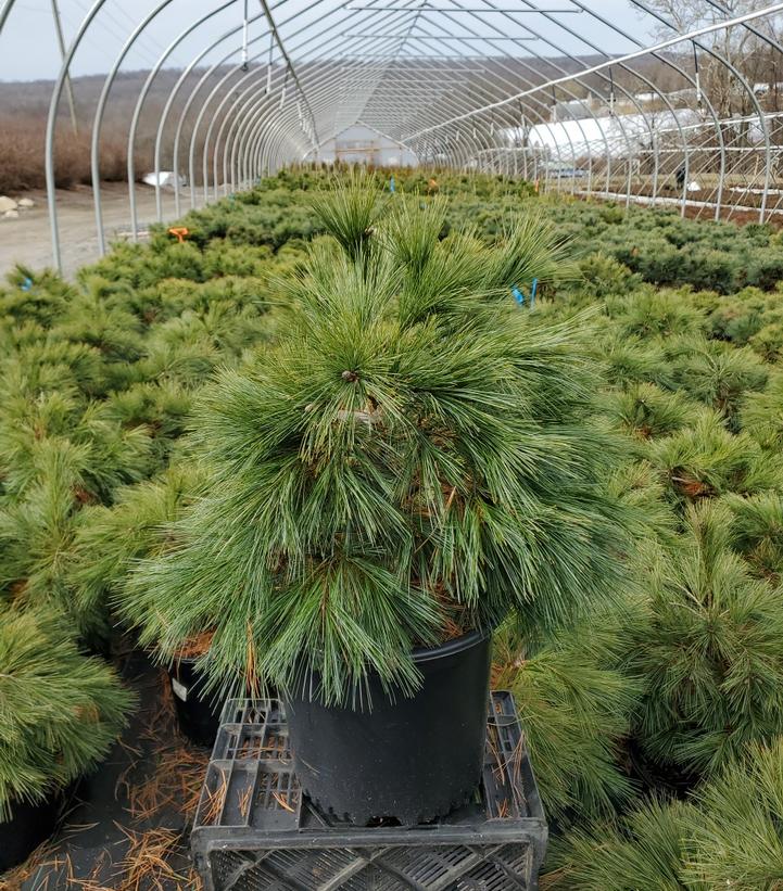 Pinus strobus Shaggy Dog