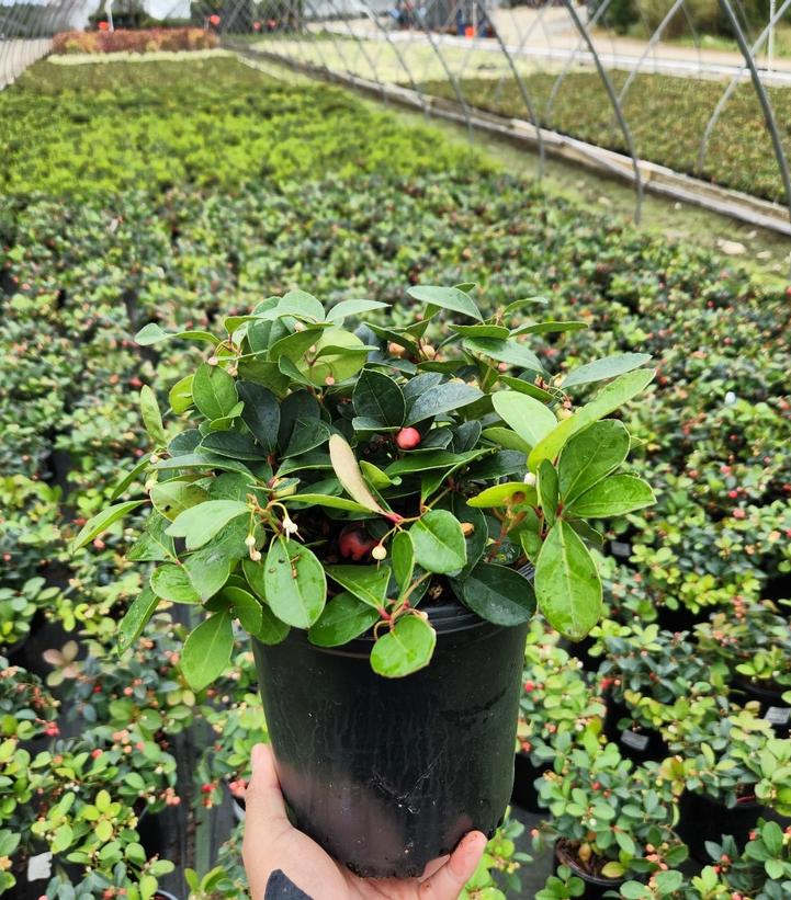 Gaultheria procumbens Cherry Berries™