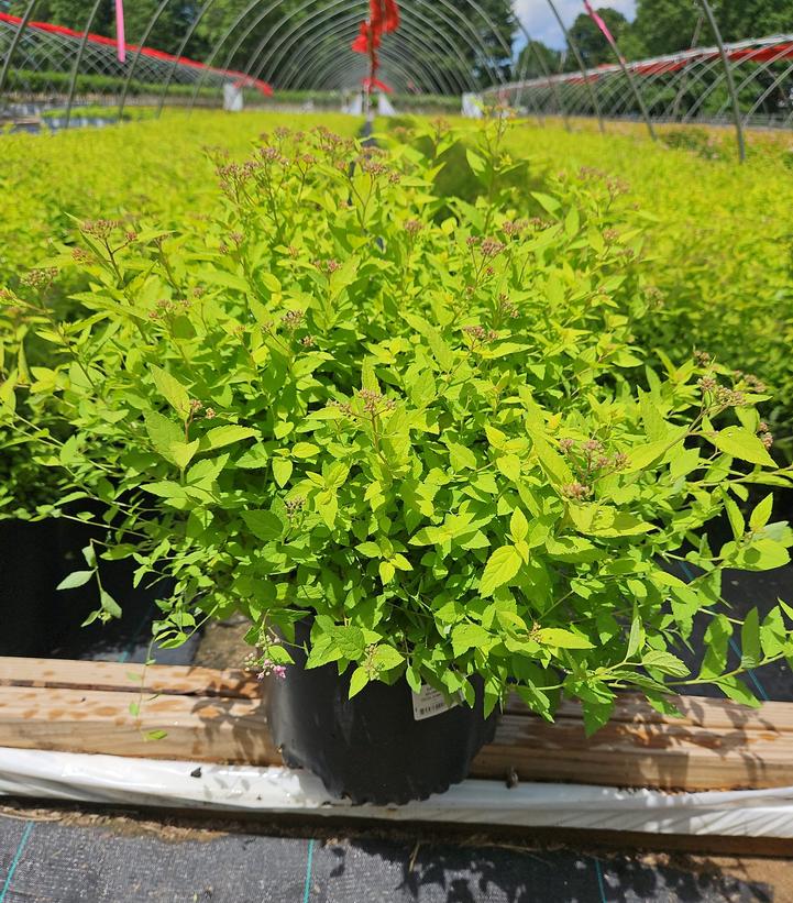 Spiraea bumalda 'Goldmound'