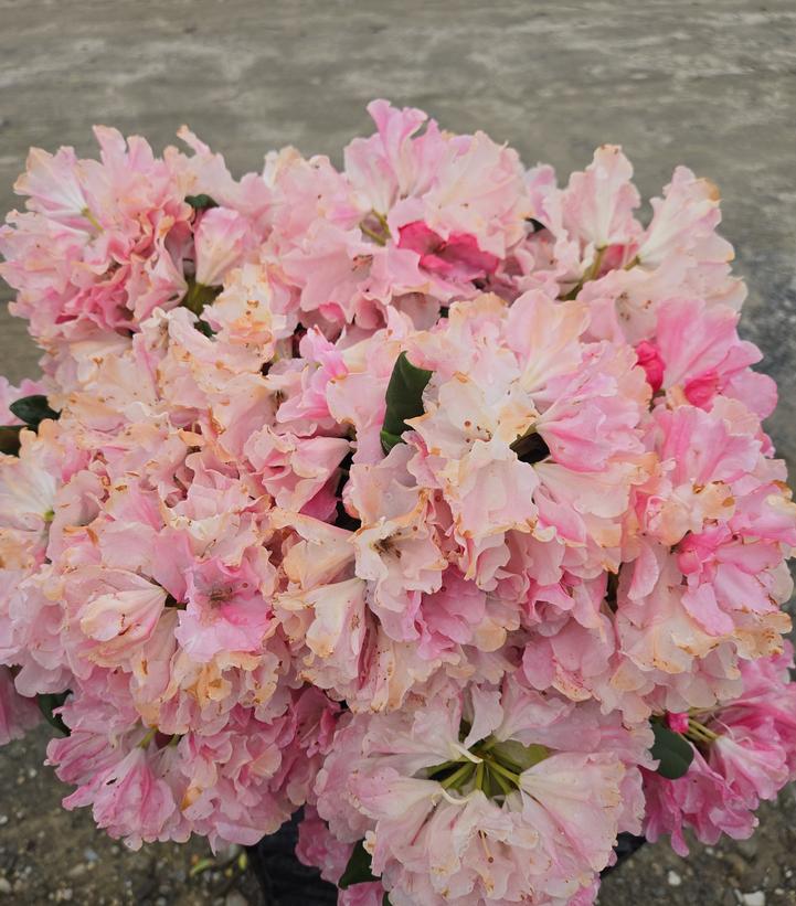 Rhododendron yak. Prince