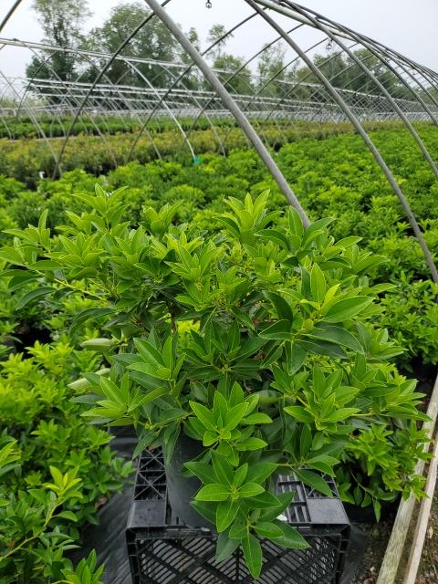 Kalmia latifolia 'Pristine'