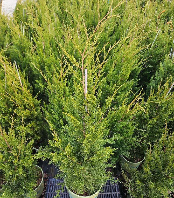 Juniperus virginiana 'Brodie'