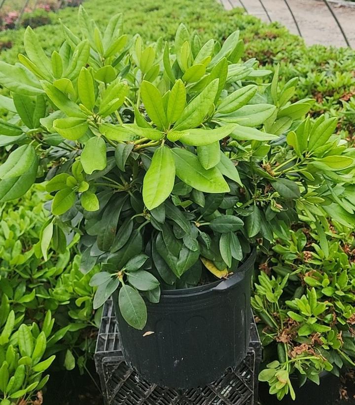 Rhododendron Minnetonka