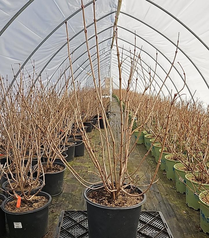 Viburnum opulus 'Roseum'