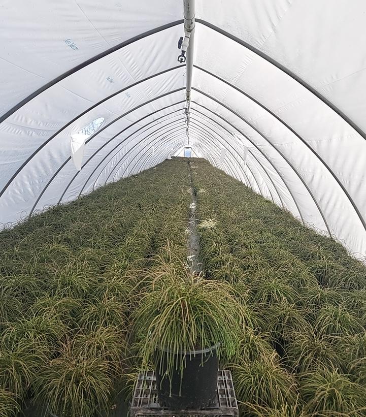 Thuja plicata 'Whipcord'