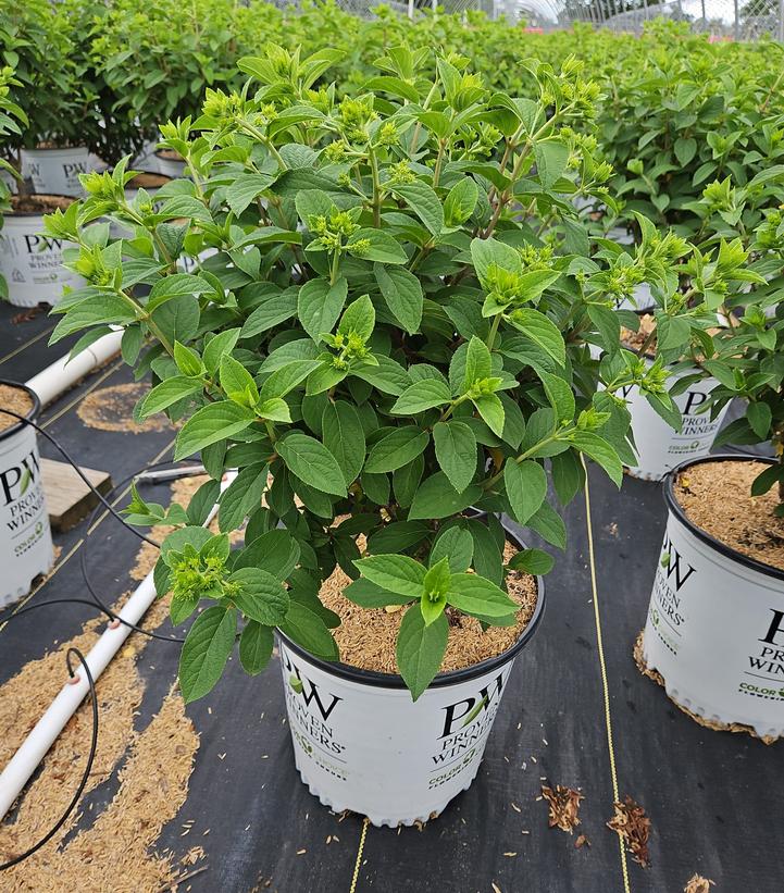 Hydrangea paniculata Bobo®