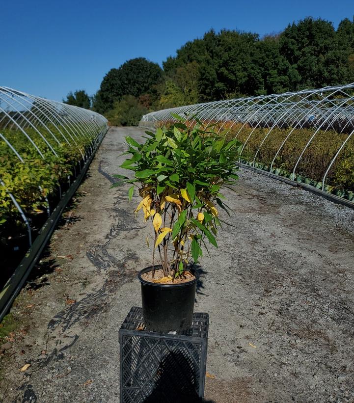 Calycanthus floridus 