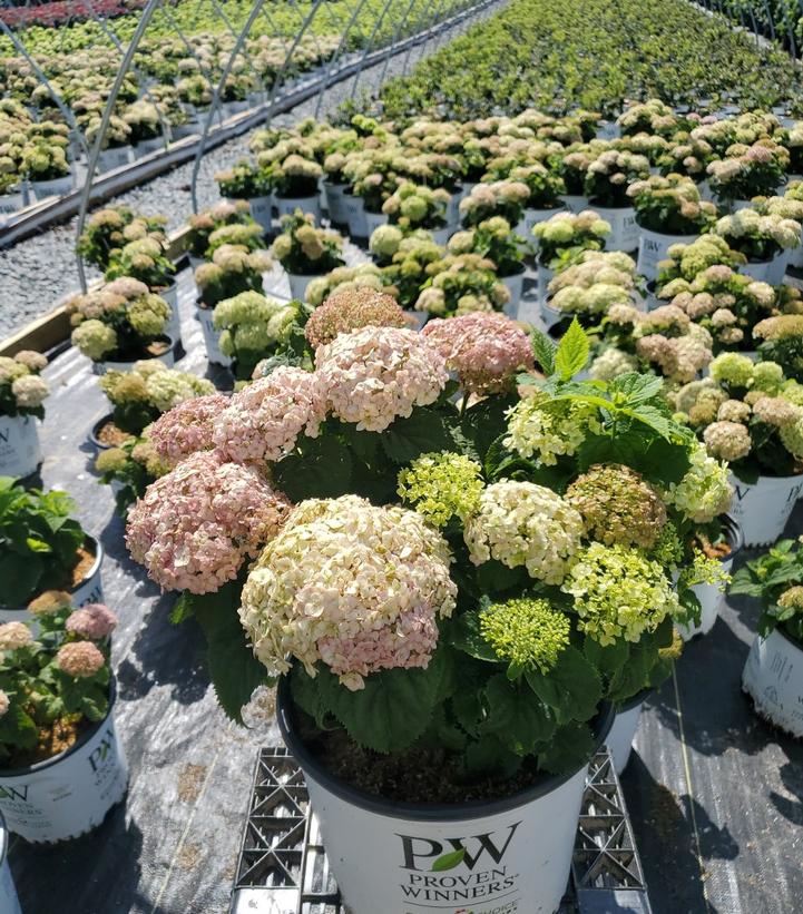Hydrangea arborescens Invincibelle® Invincibelle Wee White®