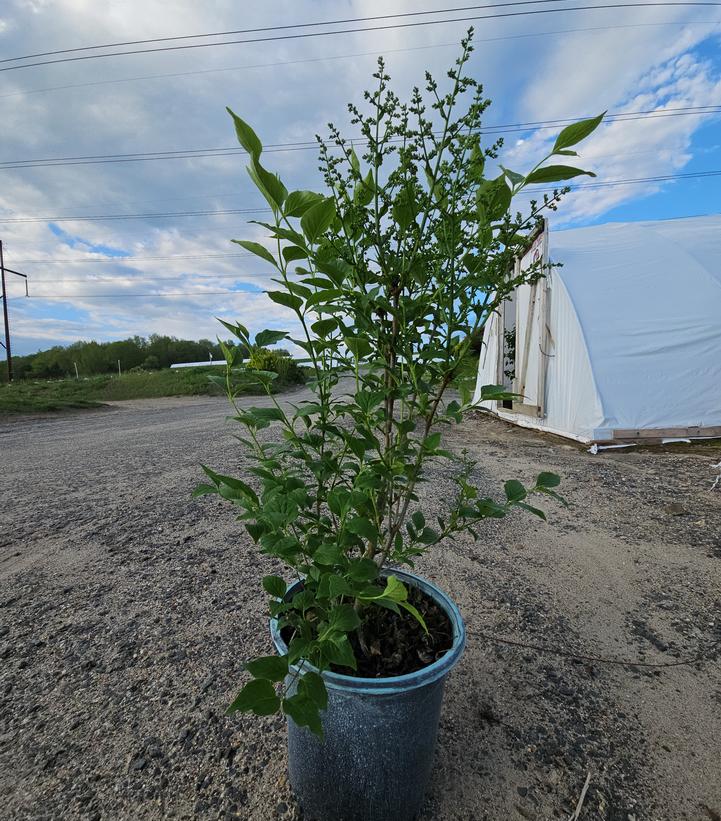 Syringa patula 'Miss Kim'