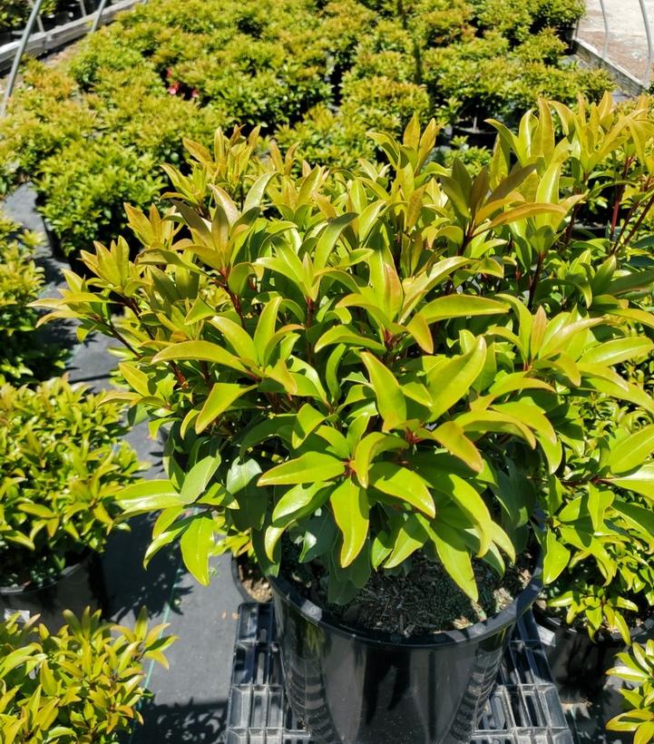 Kalmia latifolia 'Sarah'