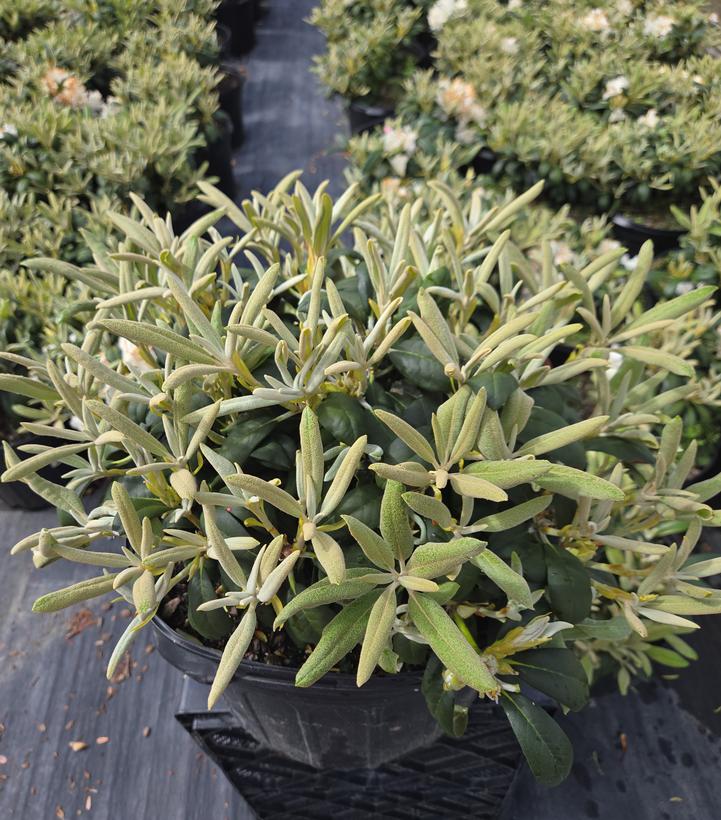 Rhododendron yak. Princess