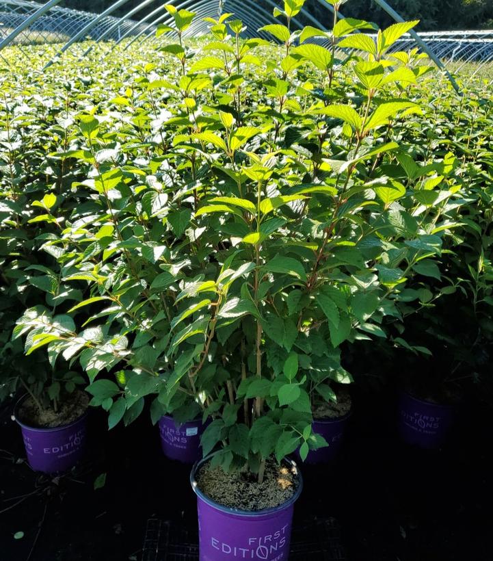 Viburnum plicatum Opening Day™