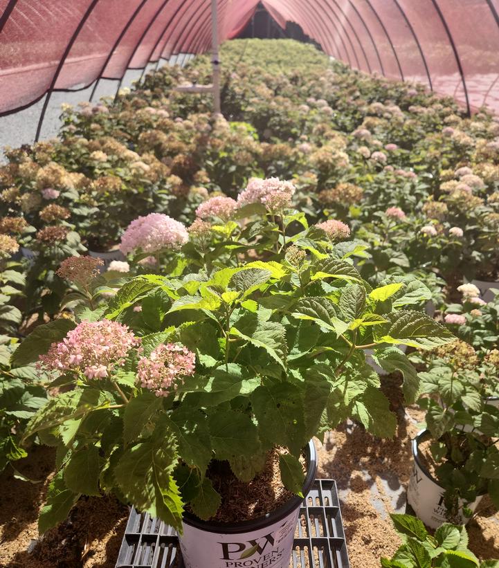 Hydrangea arborescens Invincibelle® Invincibelle Wee White®