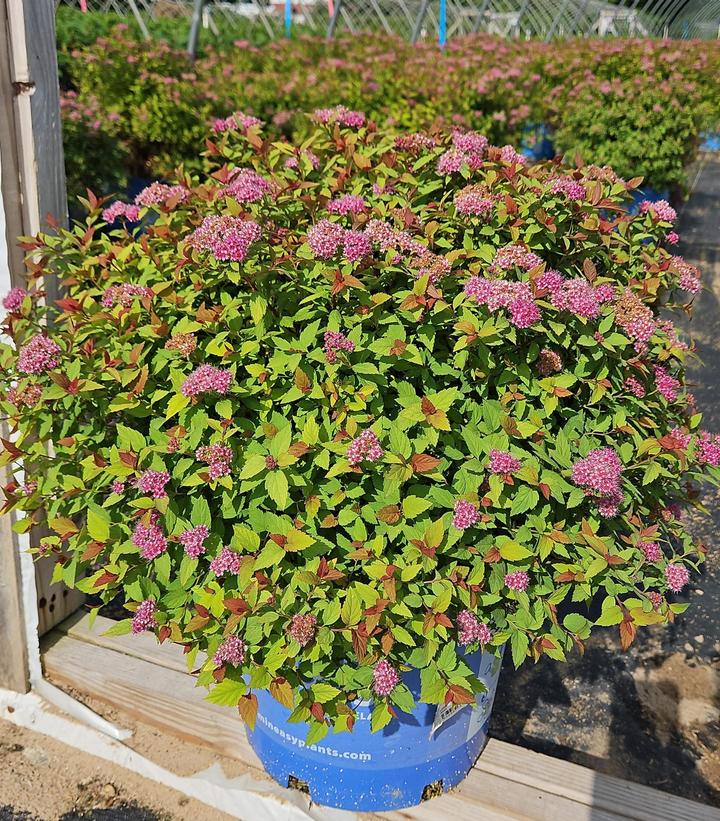 Spiraea japonica Rainbow Fizz™