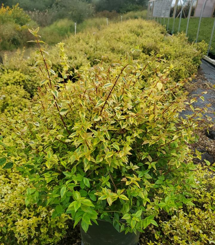 Abelia x grandiflora 'Kaleidoscope'