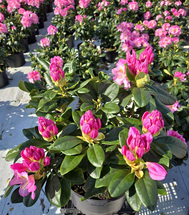 Rhododendron 'Scintillation'