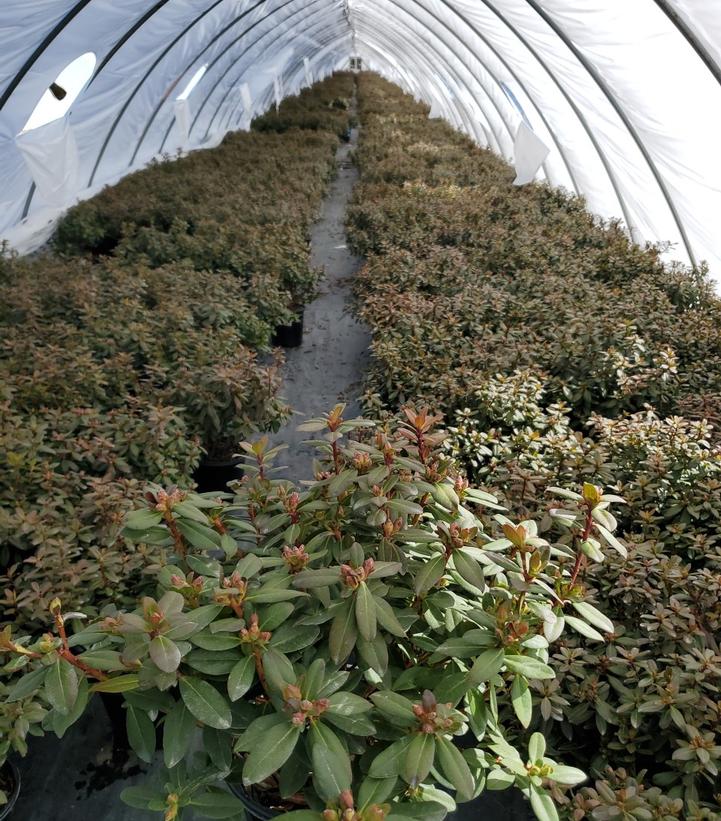 Rhododendron Towhead