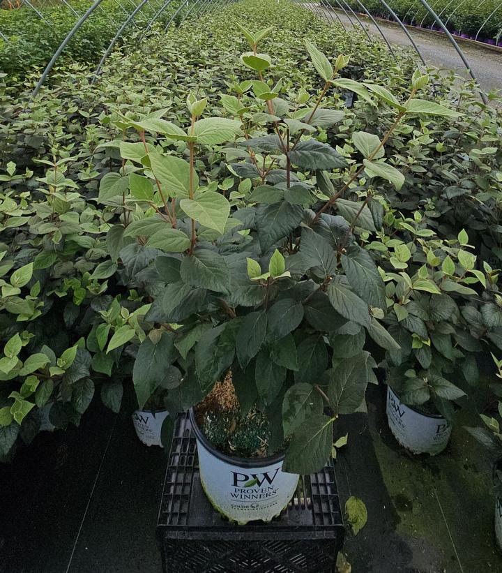 Viburnum carlesii Spice Baby™