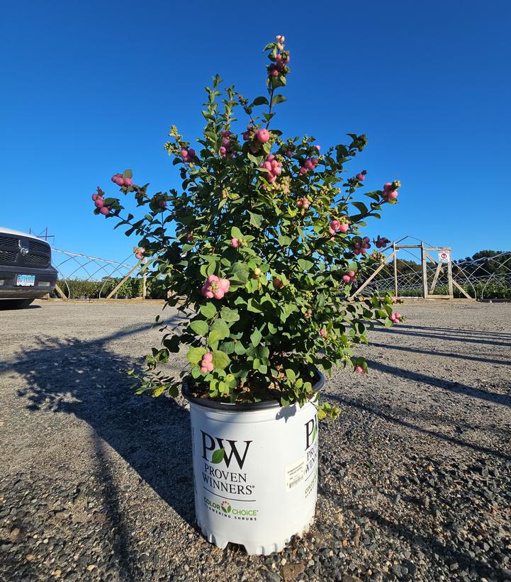 Symphoricarpos x Proud Berry®