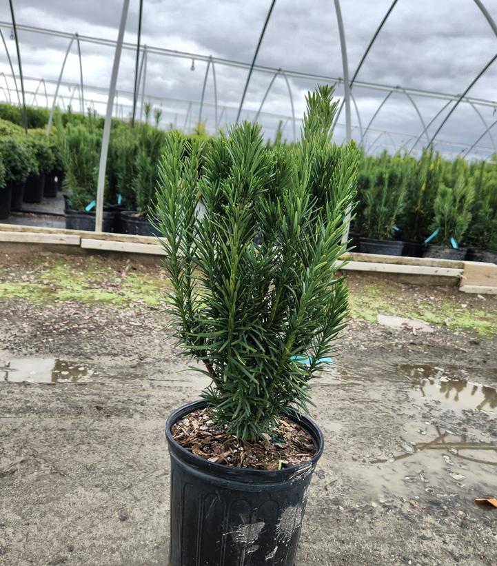 Cephalotaxus harringtonia 'Fastigiata'