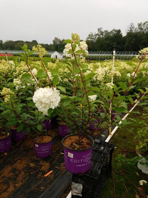 Hydrangea paniculata Vanilla Strawberry™