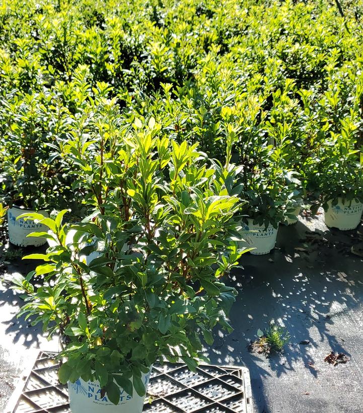 Azalea periclymenoides 