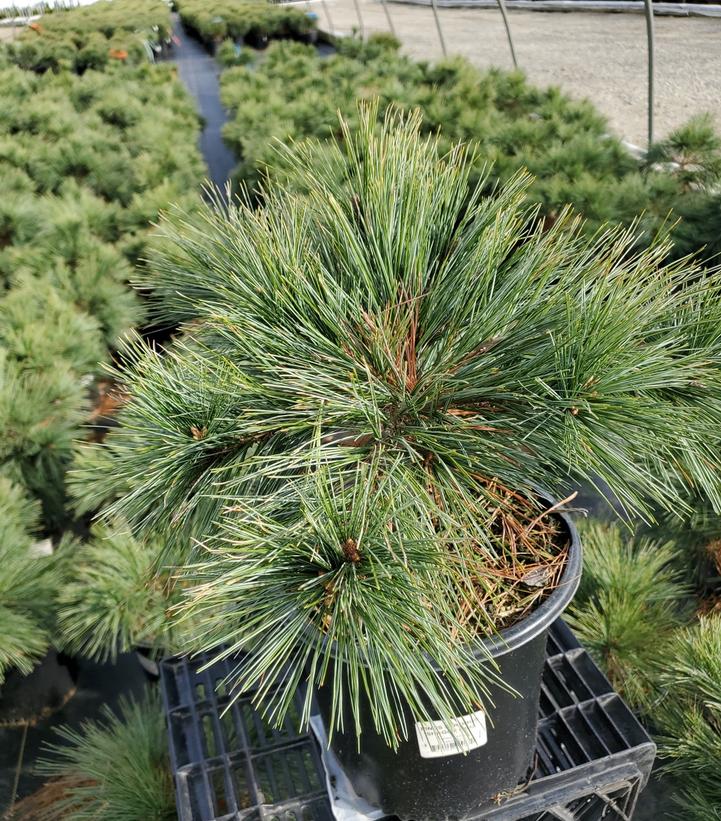 Pinus strobus Shaggy Dog