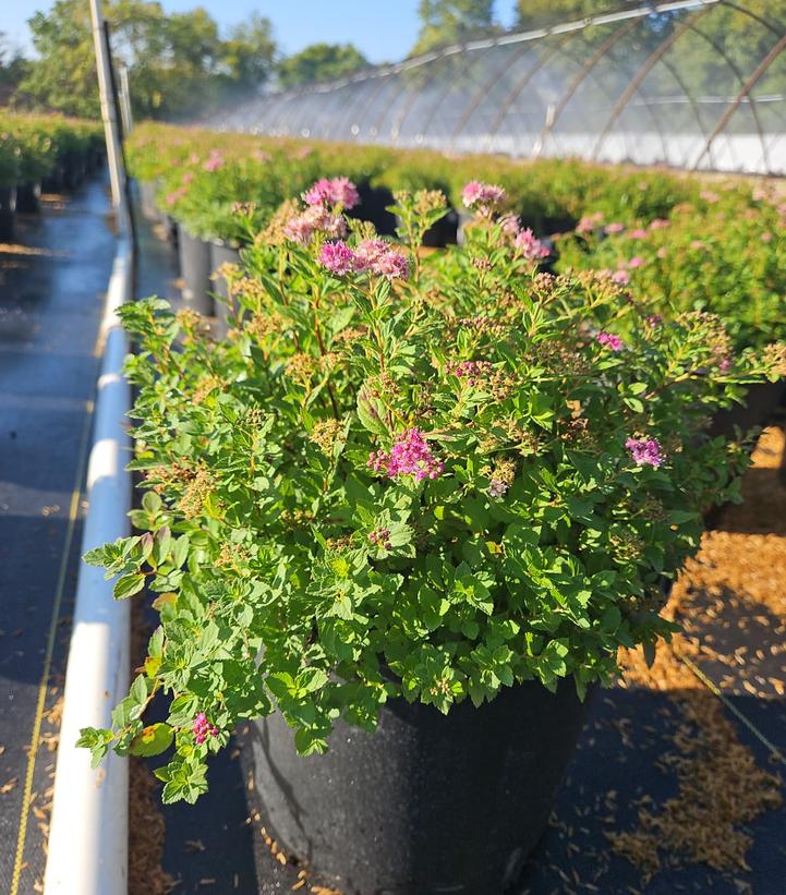 Spiraea japonica 'Little Princess'