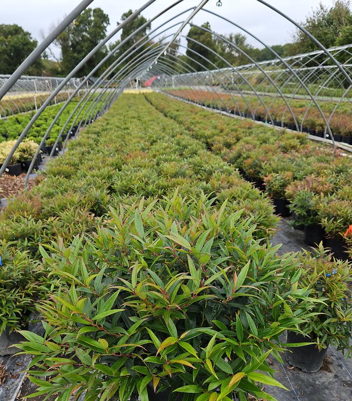 Leucothoe keiskei Leafscape™ Burning Love