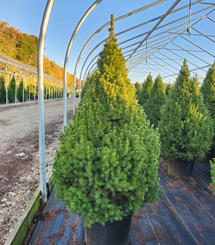 Picea glauca 'Conica'