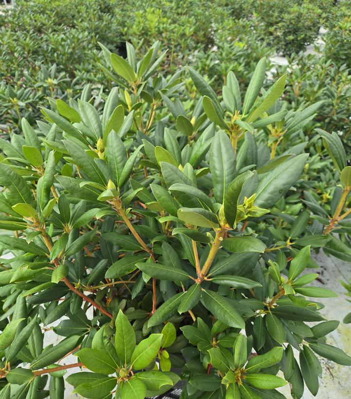 Rhododendron cat. Roseum Elegans