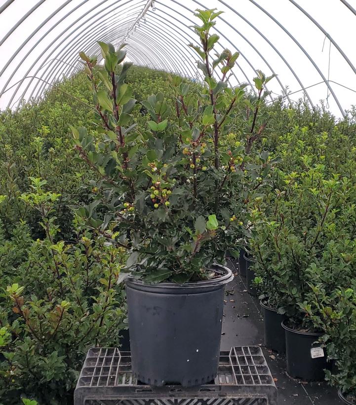 Ilex x meserveae 'Berryific'