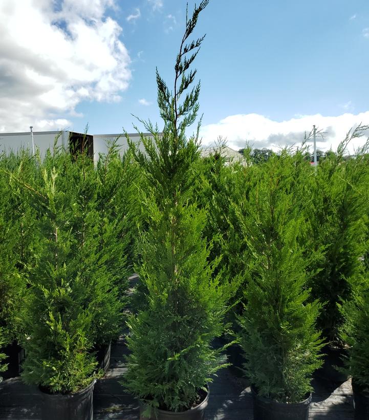Cupressocyparis x. Leylandii
