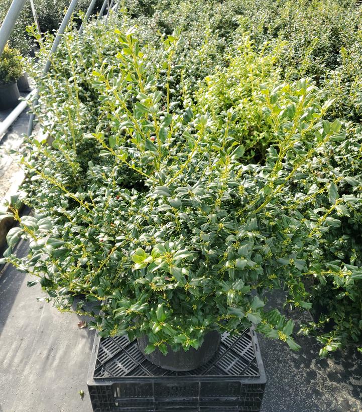 Ilex x meserveae China Girl®