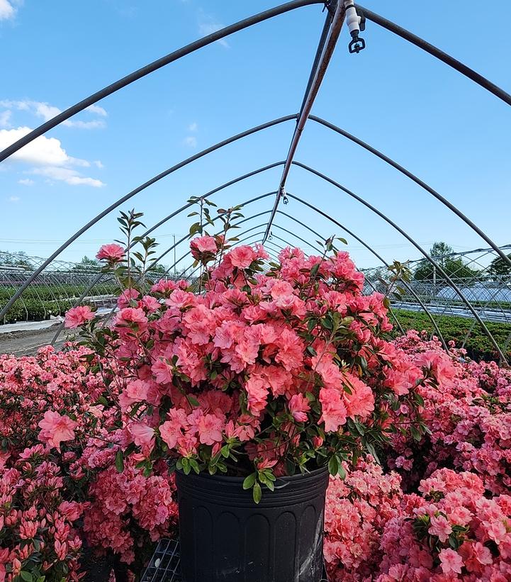 Azalea 'Blaauws Pink'