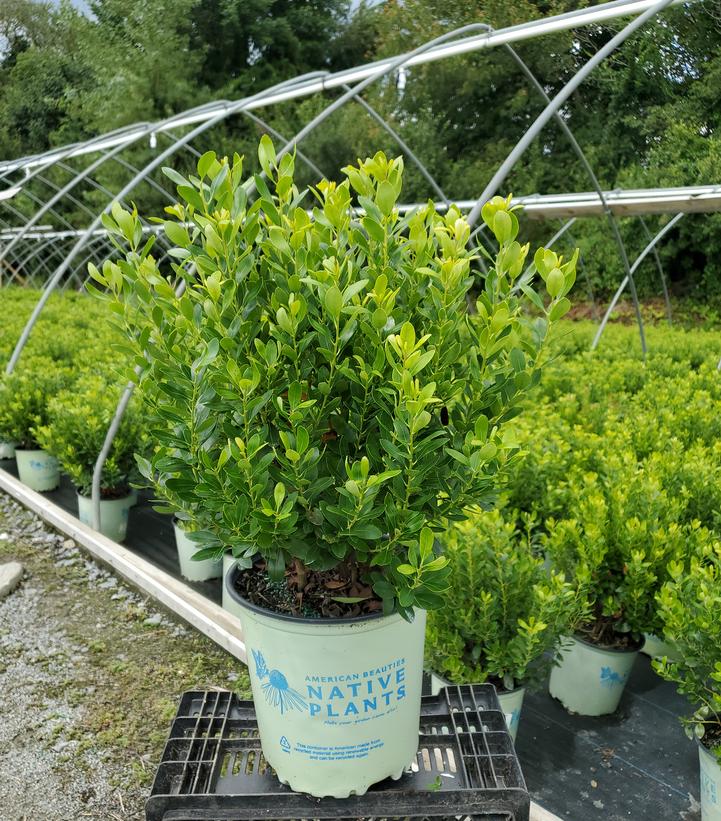 Ilex glabra 'Densa'