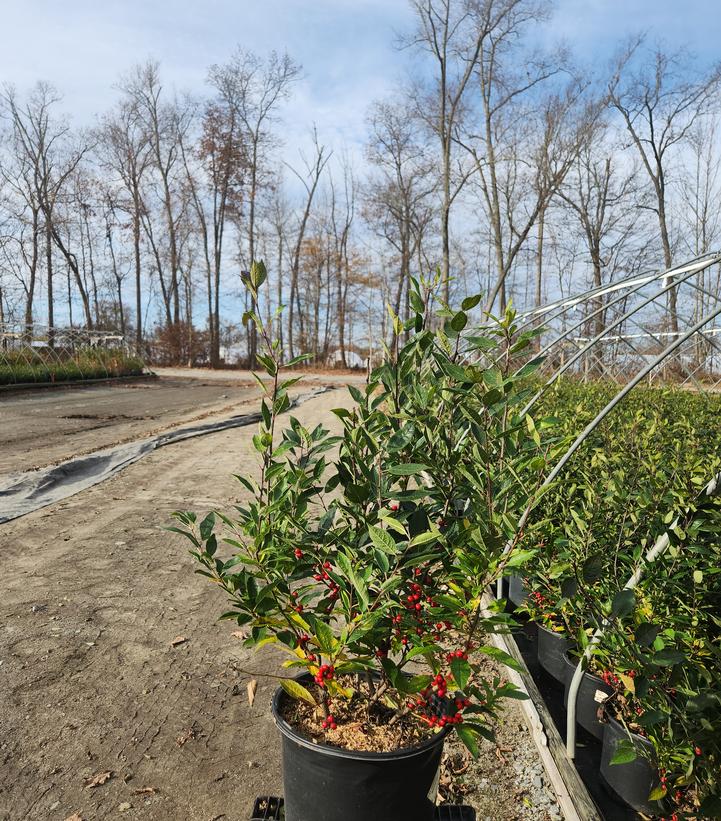 Ilex verticillata 'Winter Red'
