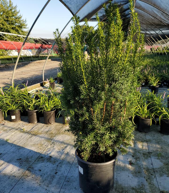 Taxus media Hicksii