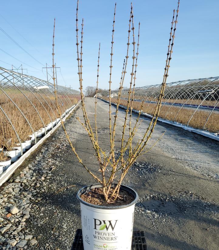 Forsythia x Show Off®